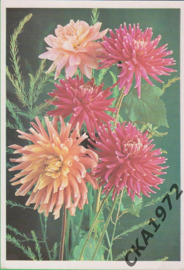открытка Георгины 1990