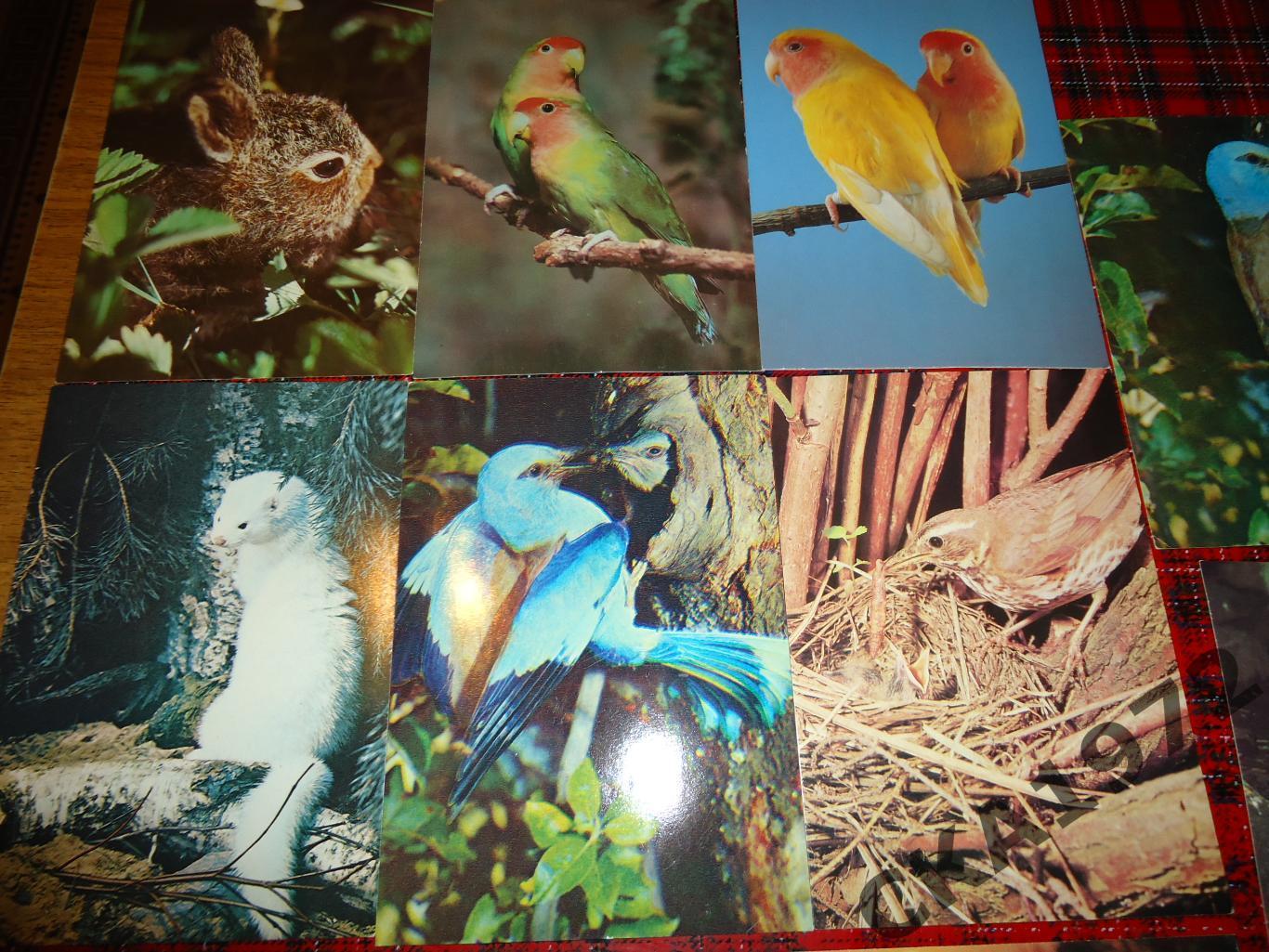 открытки Птицы и звери 13 штук Цена за все 1