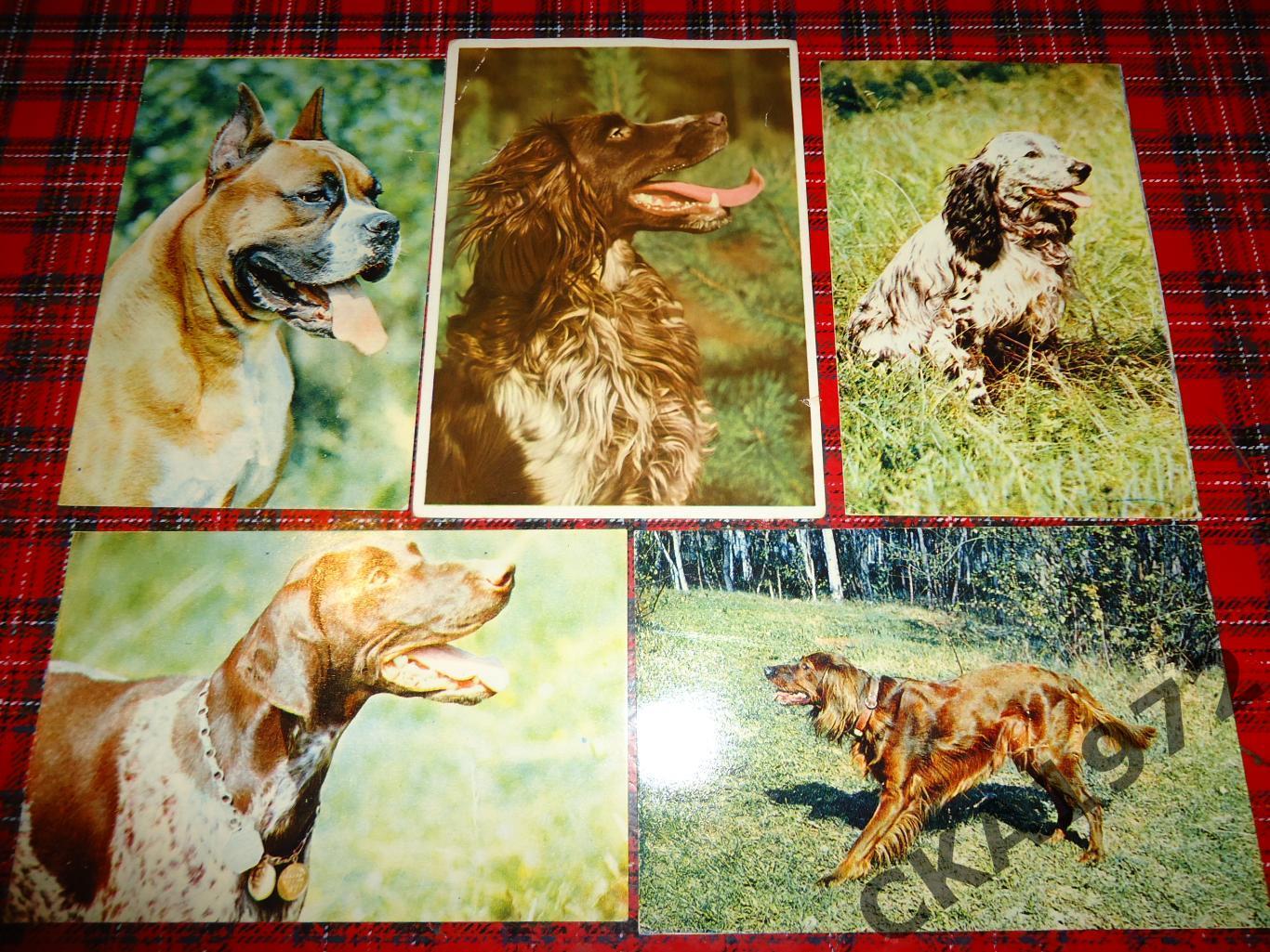 открытки Собаки 5 штук Цена за все