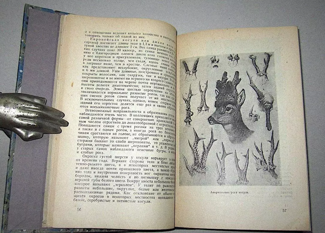 Ф.Ф. Шиллингер Европейский олень, лань и косуля в охотхозяйстве. 1930г. Автограф 2