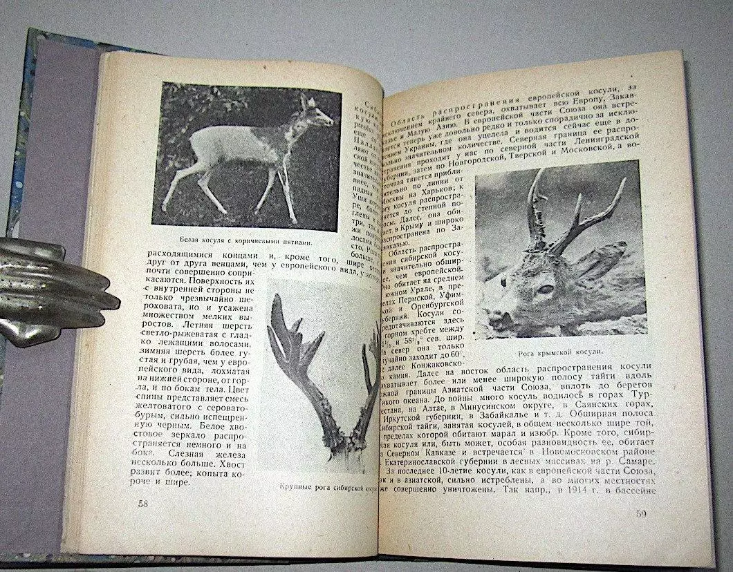 Ф.Ф. Шиллингер Европейский олень, лань и косуля в охотхозяйстве. 1930г. Автограф 3