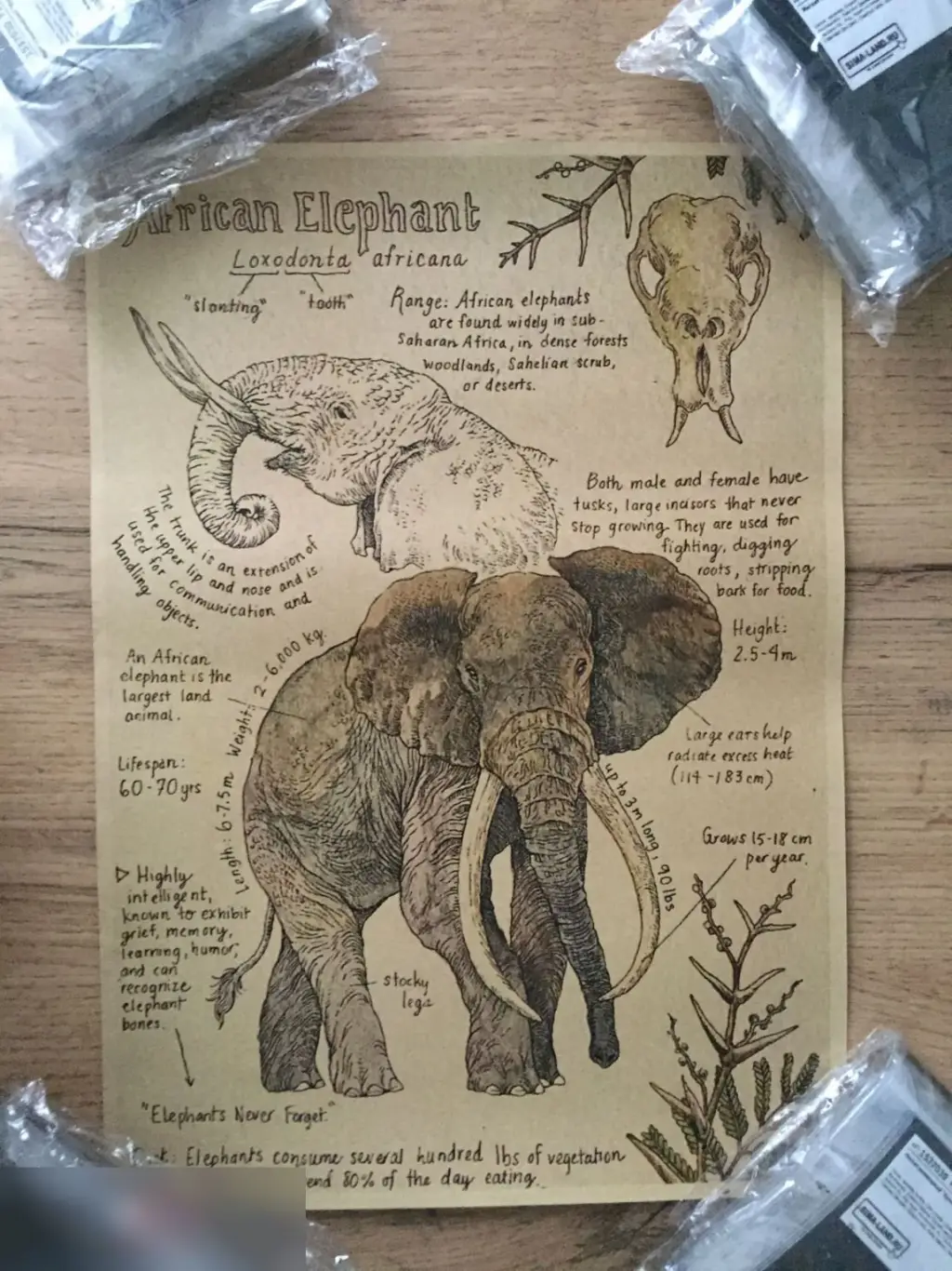 African elephant Африканский слон постер плакат 21х30 см