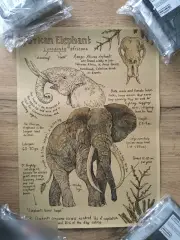 African elephant Африканский слон постер плакат 21х30 см