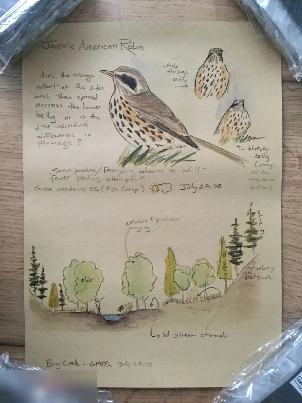 Juvenile American Robin Странствующий дрозд постер плакат 21х30 см