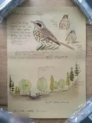 Juvenile American Robin Странствующий дрозд постер плакат 21х30 см