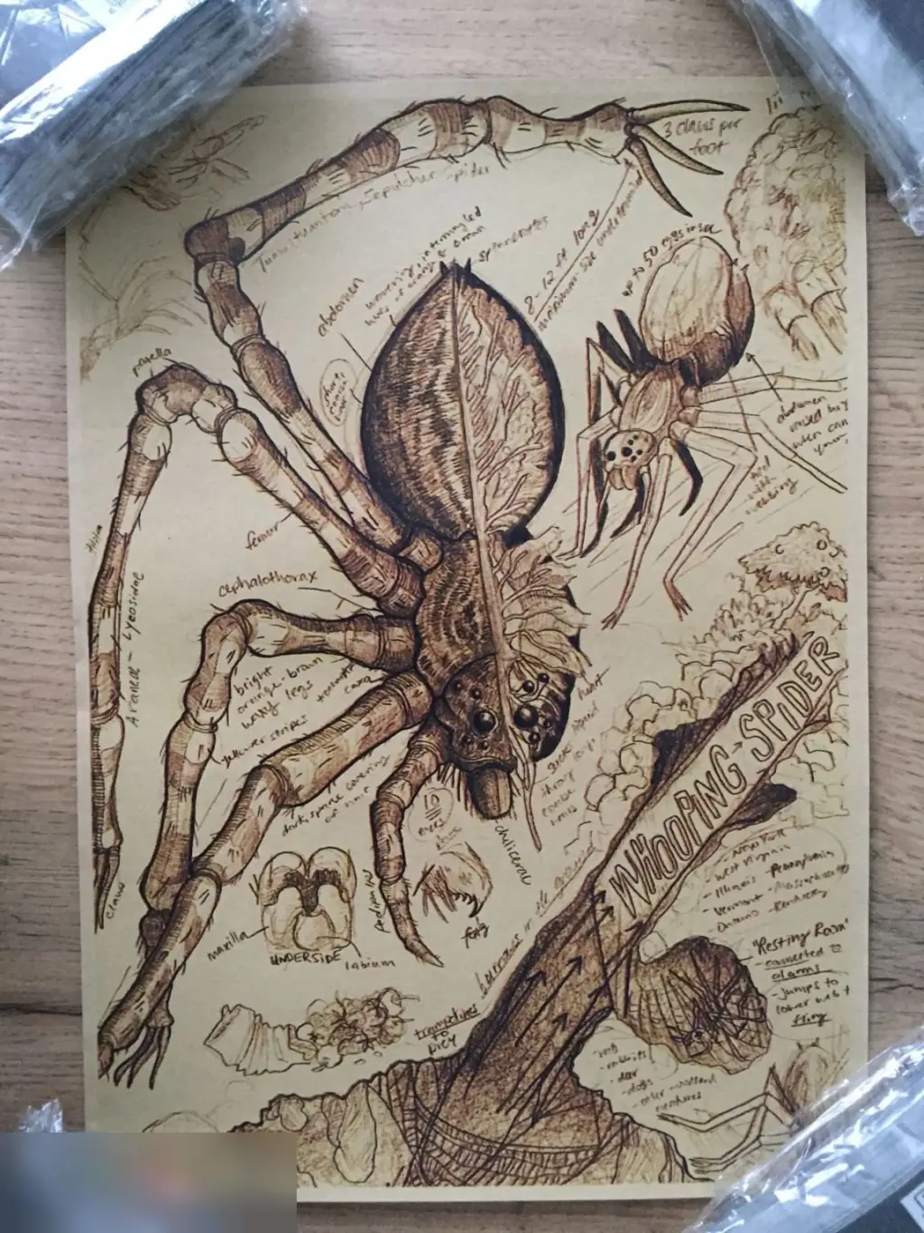 Whooping Spider постер плакат 21х30 см