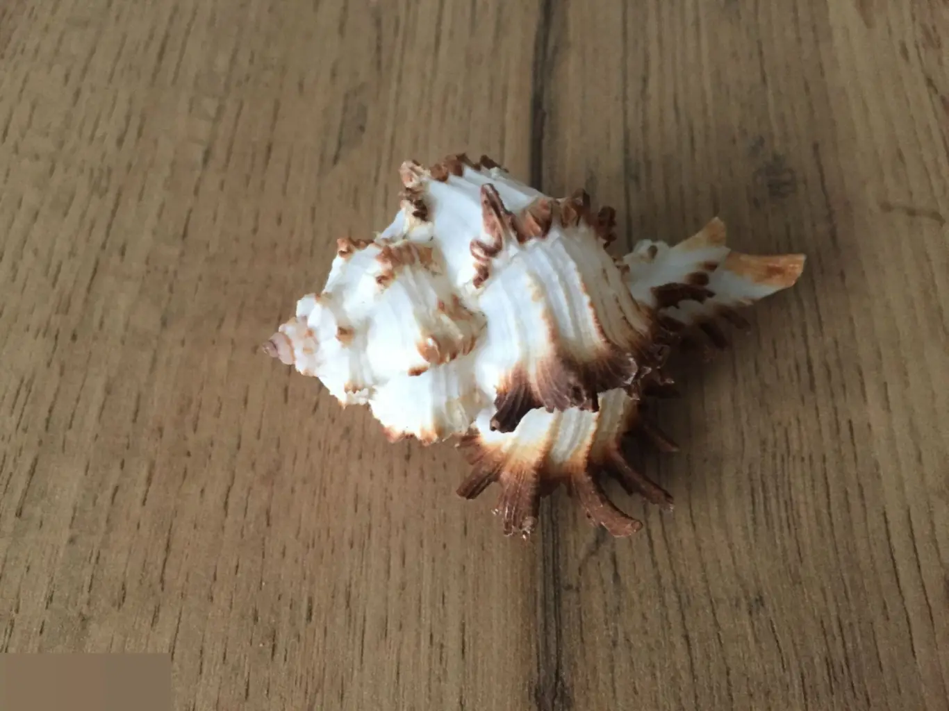 Мурекс ракушка раковина