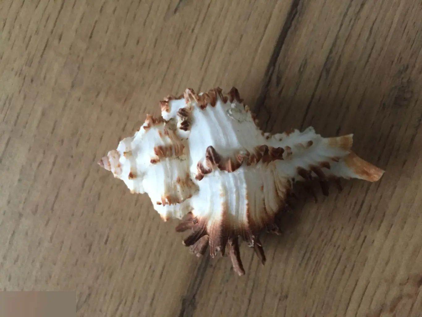 Мурекс ракушка раковина 1