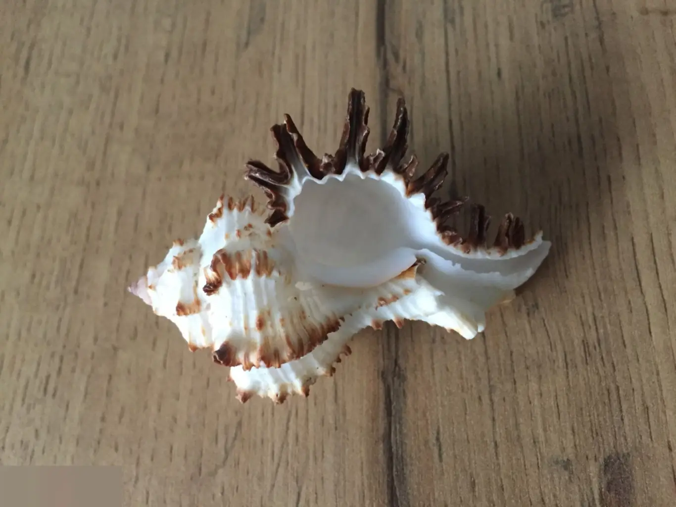 Мурекс ракушка раковина 2