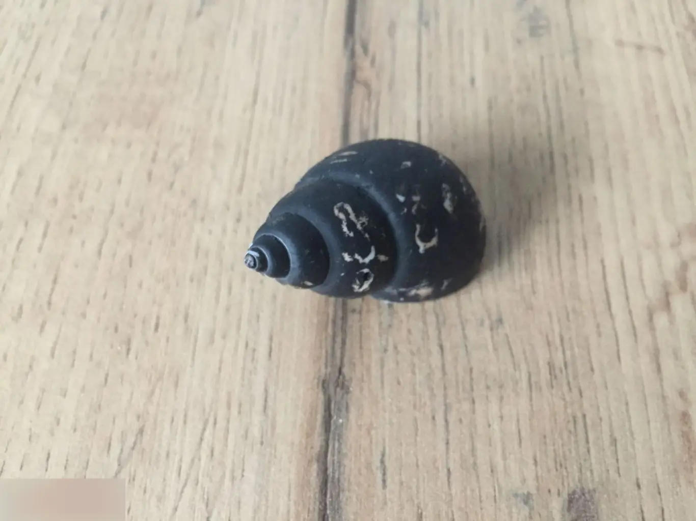 Ракушка раковина крашеная 1