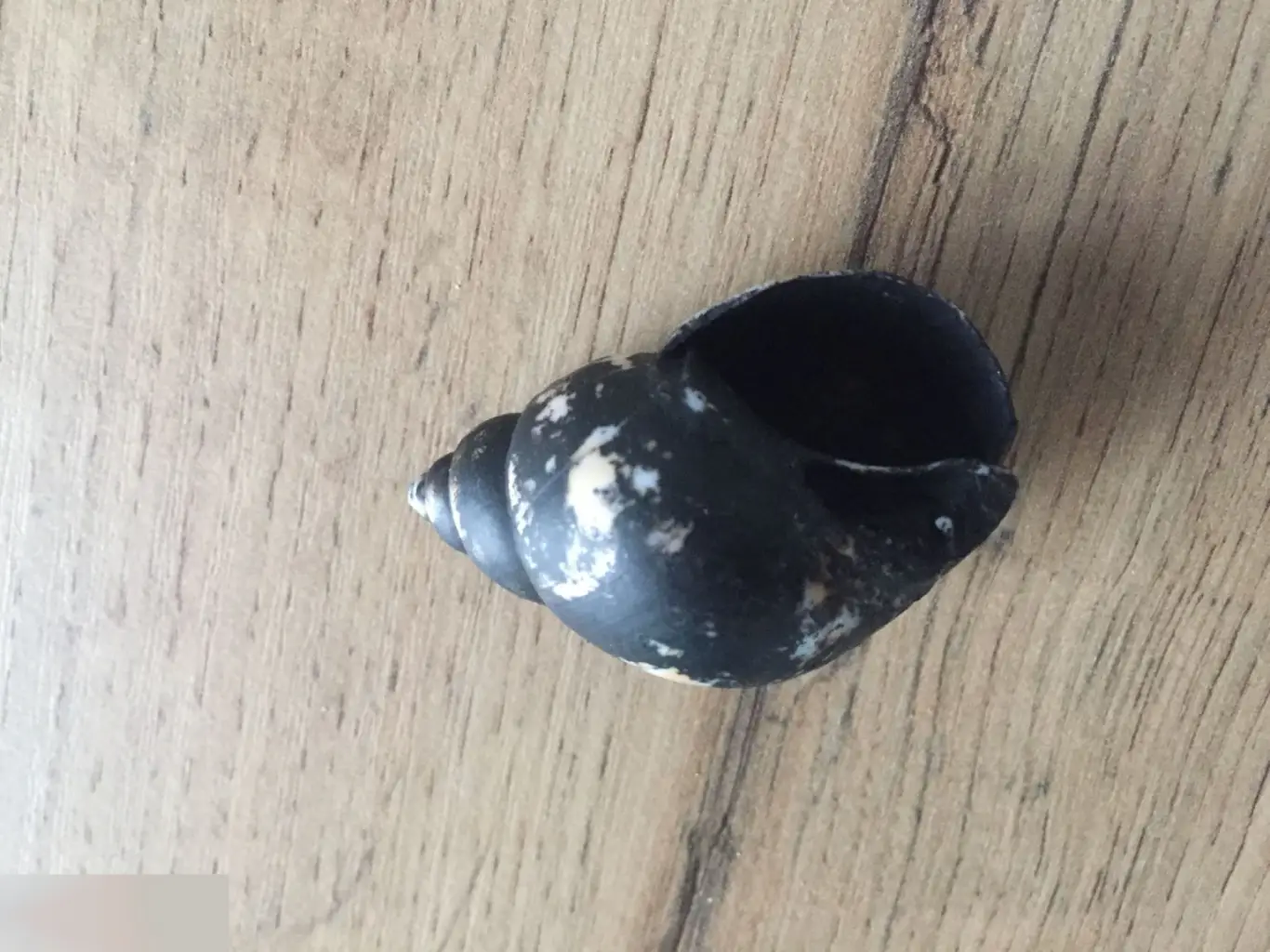 Ракушка раковина крашеная 2