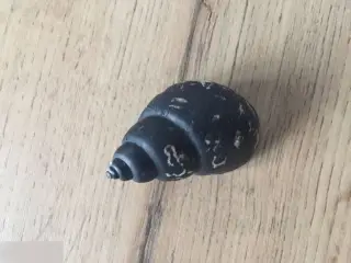 Ракушка раковина крашеная