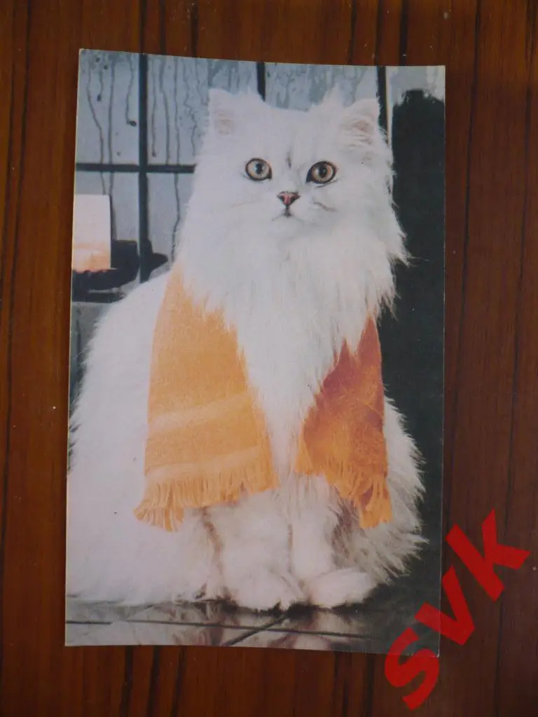 Открытка Кошка
