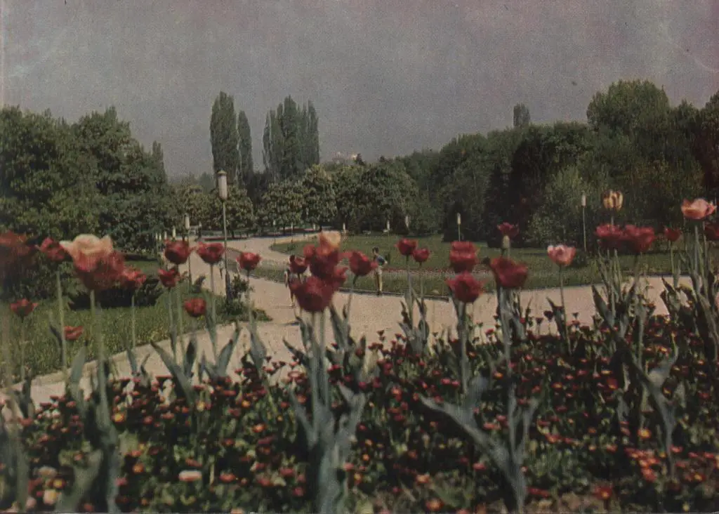 Открытка. Болгария. София. Аллея с тюльпанами. 1966