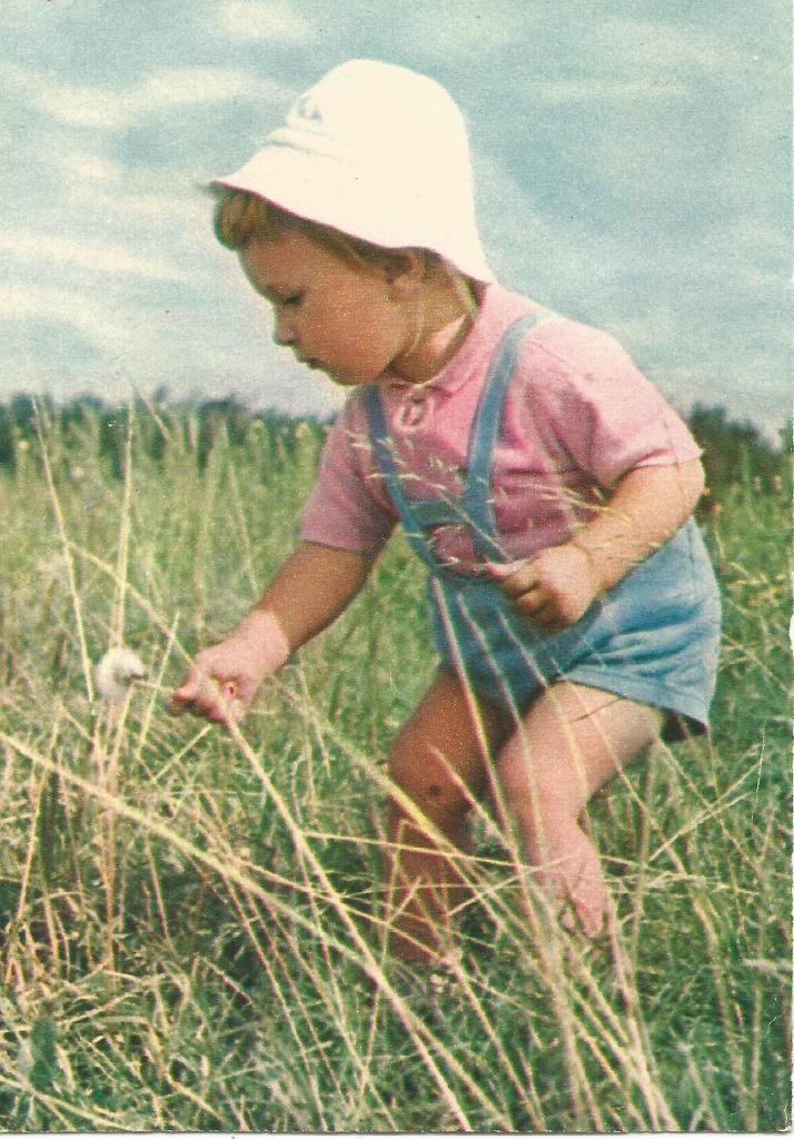 открытка. Одуванчик. 1967. Фото Ю Чернышова (чистая)