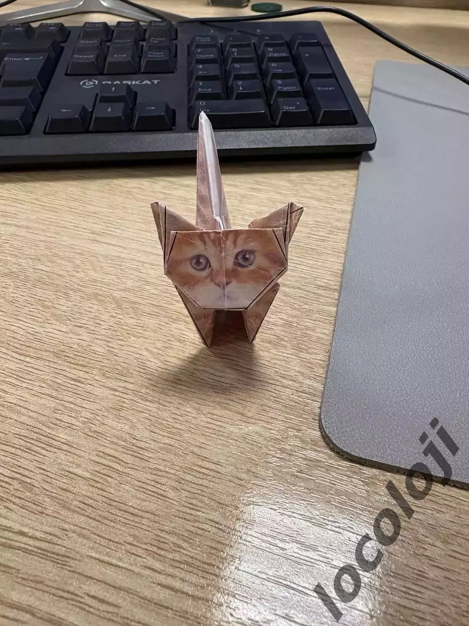 бумажный кот