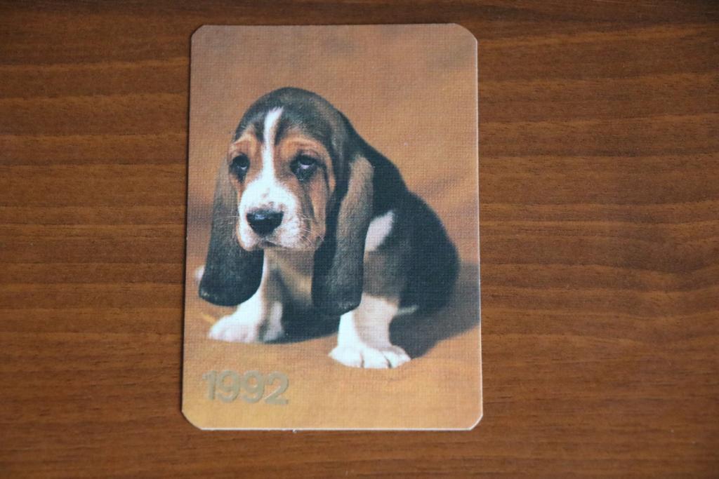 Календарик 1992 год Породы собак