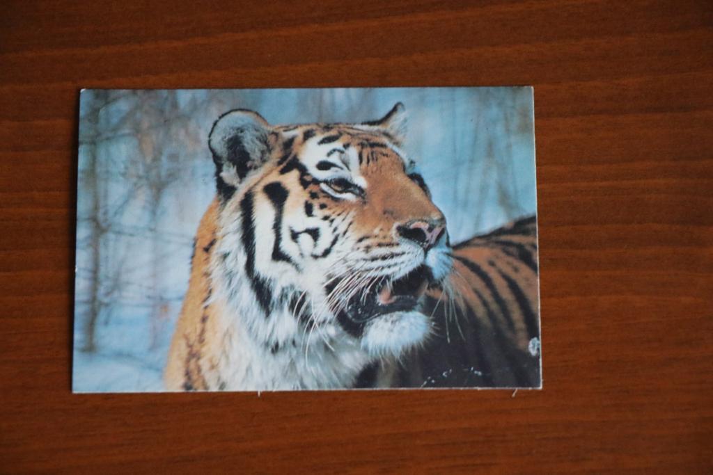 Календарик 1993 год Тигр