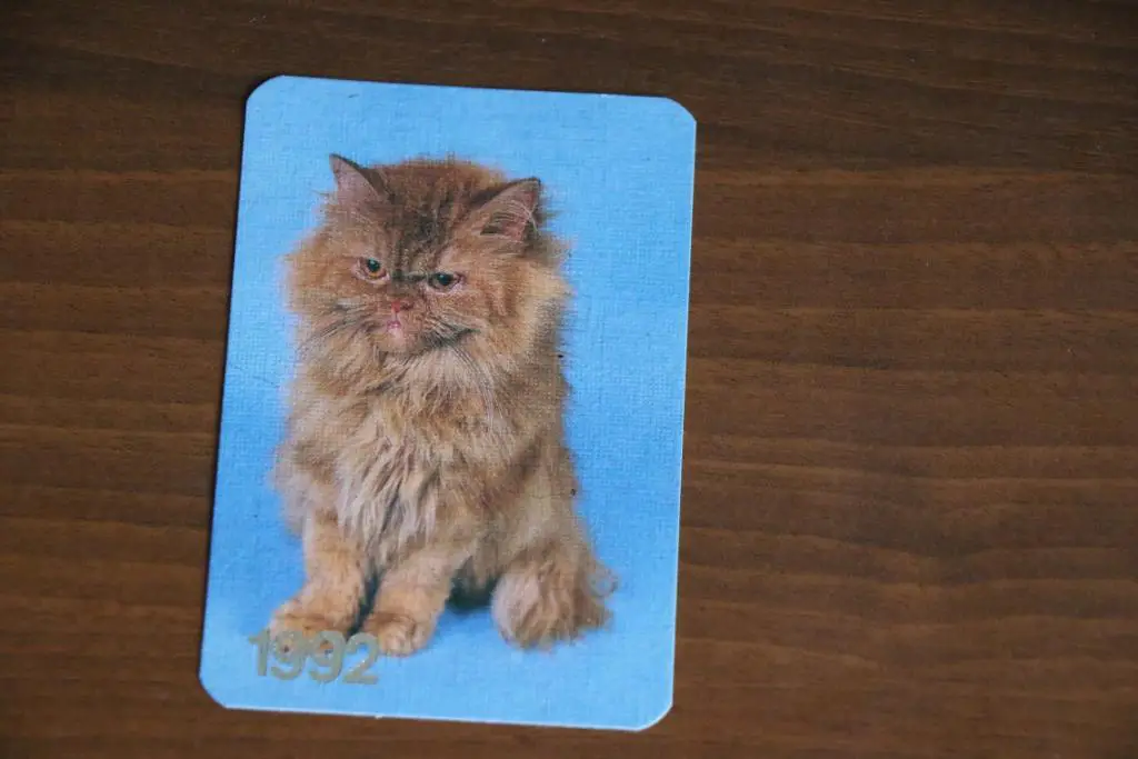 Календарик 1992 год Серия породы кошек