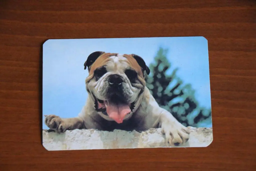 Календарик 1993 год Серия породы собак