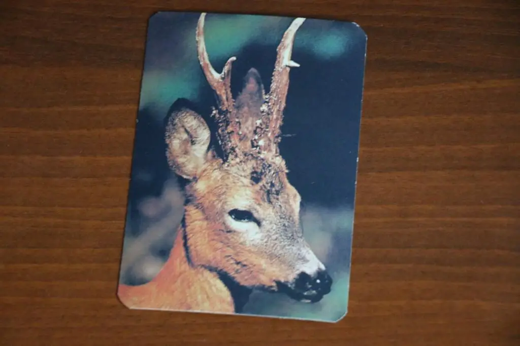 Календарик 1993 год Олени