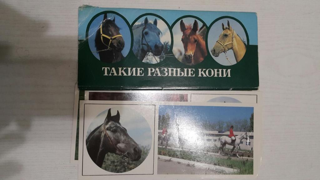 Набор открыток. Такие разные кони. 14 шт. Москва 1988 г.