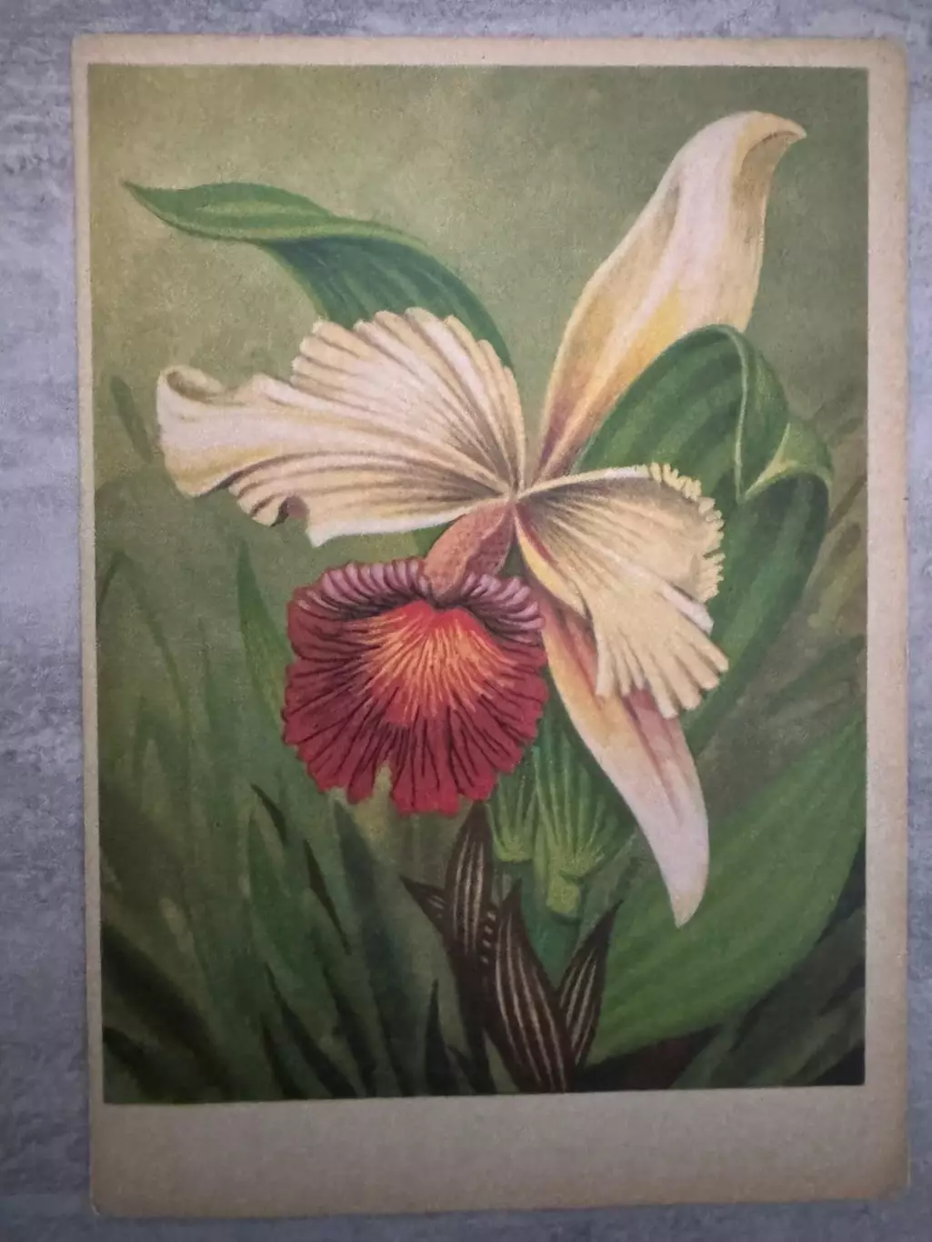 Листівка . Квітка..