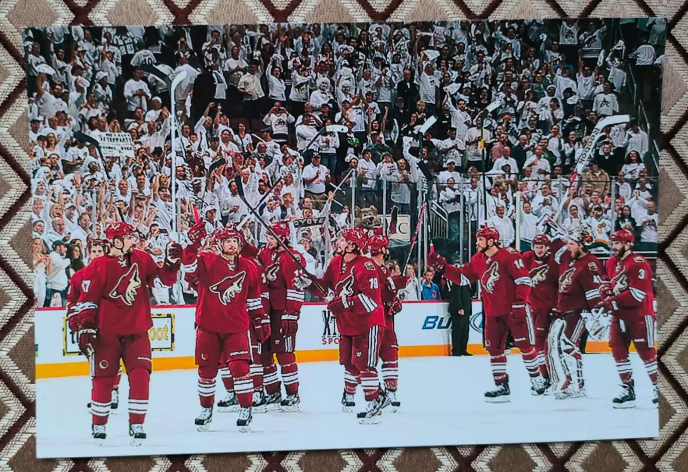 Фото Аризона Койотис