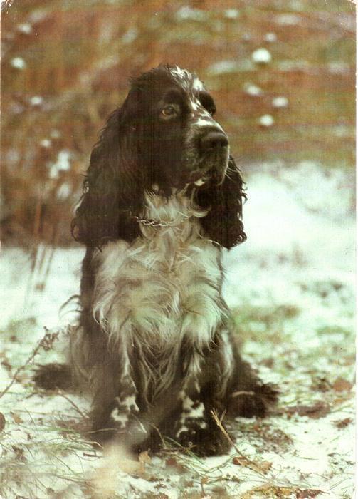 1985. Кокер спаниель (ГДР) / Cocker Spaniel (DDR)