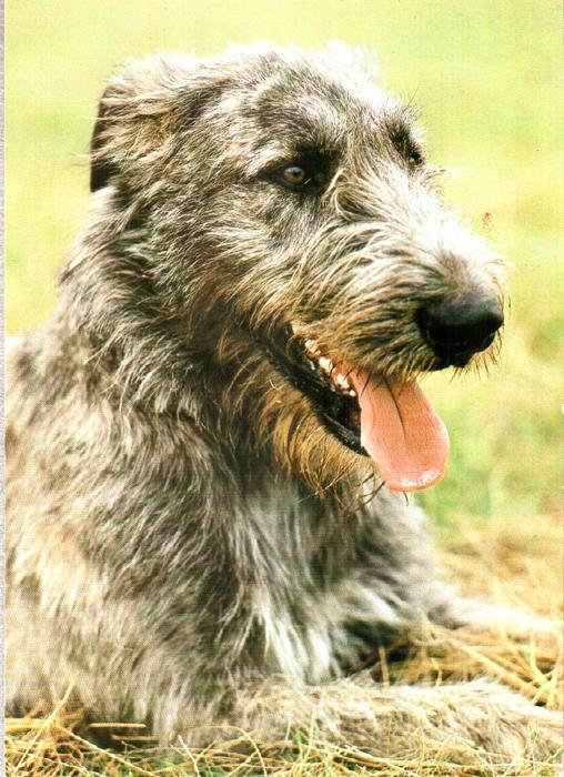 1986. Собака (ГДР, Германия). Irischer Wolfshund. Фото G. Kiesling