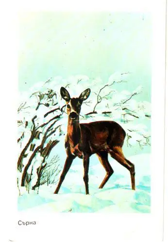 Календарик. 1984. Серна (Болгария)