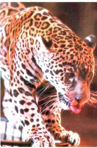 Карманный календарик. Союзгосцирк. 1985