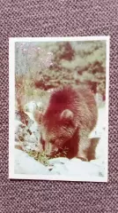 Карманный календарик : Медвежонок 1990 г. Медведь Фауна Животные