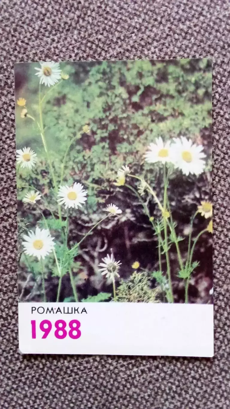 Карманный календарик : Ромашка 1988 г. Цветы Флора Растения
