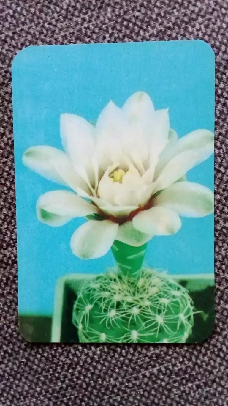 Карманный календарик : Кактус расцвел 1990 г. Цветы Растения Флора