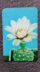 Карманный календарик : Кактус расцвел 1990 г. Цветы Растения Флора