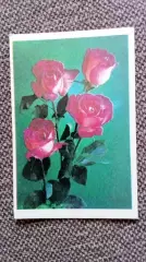 Карманный календарик : Розы 1990 г. Цветы Флора Растения