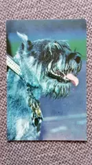 Карманный календарик : Собака Миттель - Шнауцер 1992 г. Фауна Животные