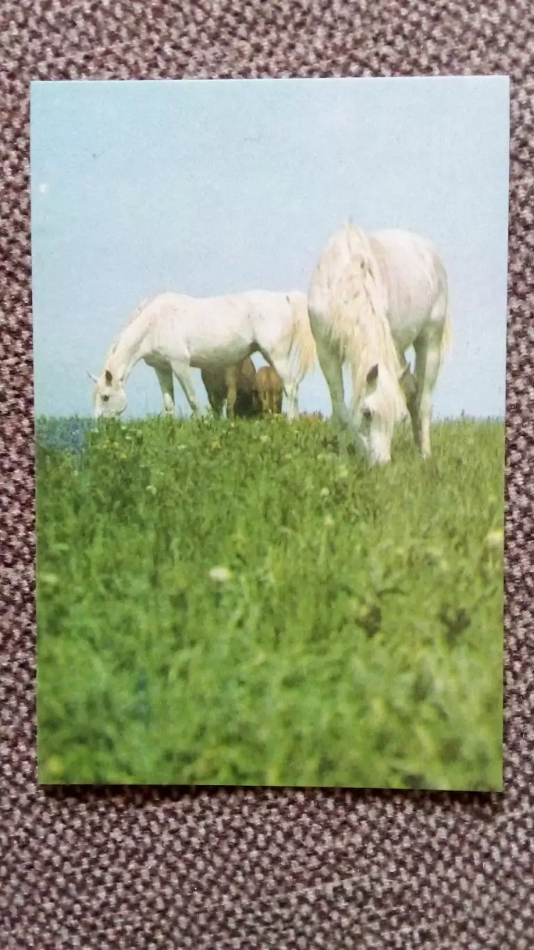 Карманный календарик : На пастбище 1988 г. Лошадь Конь Фауна Животные