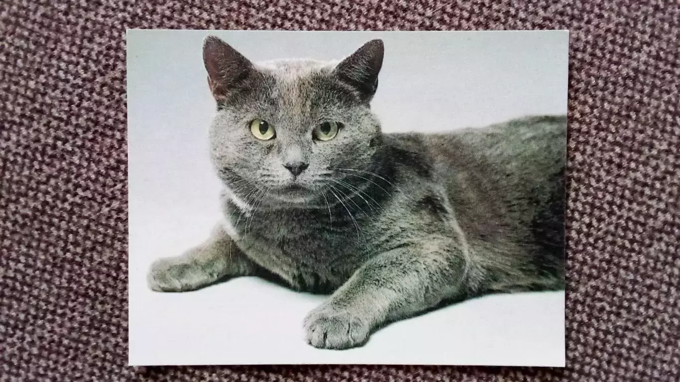 Карманный календарик : Кот 1990 г. (Кошка Фауна Животные)