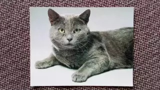 Карманный календарик : Кот 1990 г. (Кошка Фауна Животные)