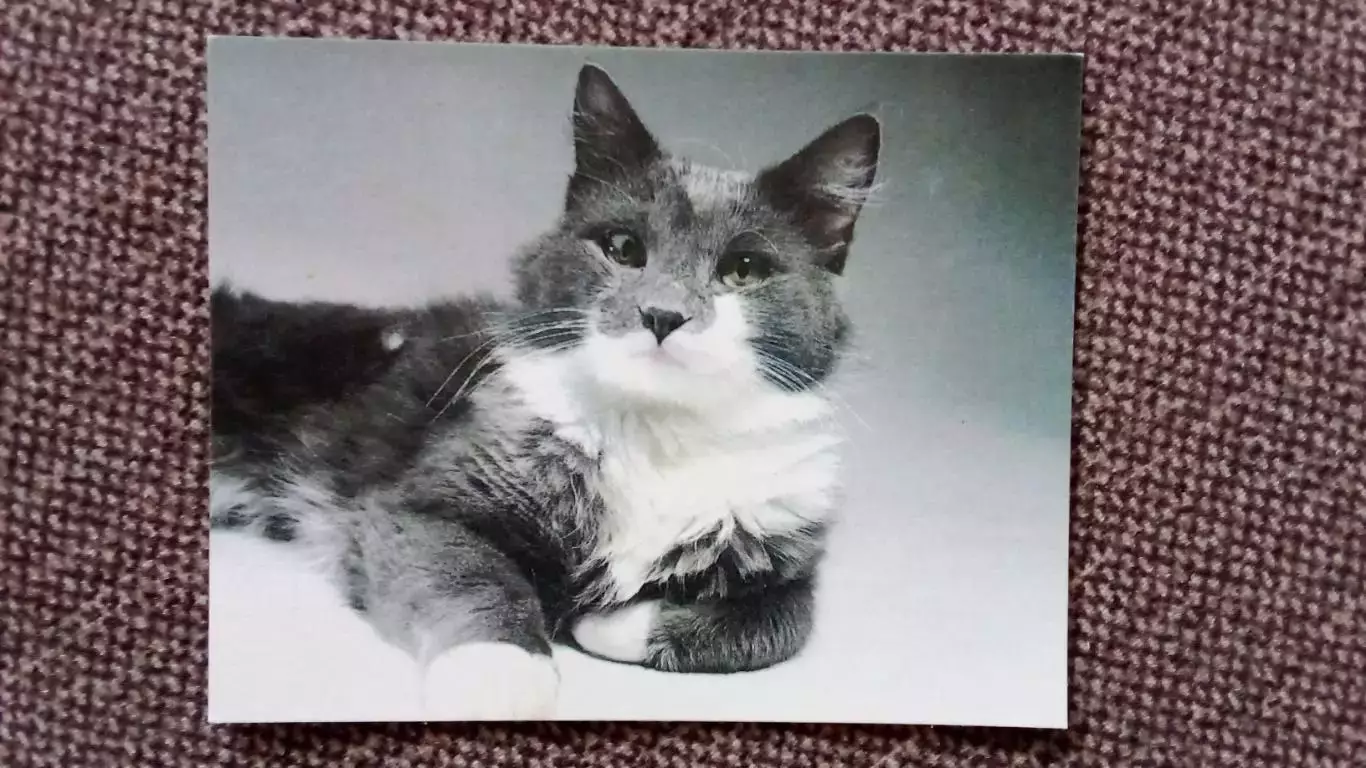 Карманный календарик : Кот 1990 г. (Кошка Фауна Животные)