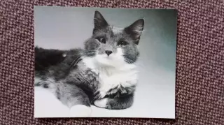 Карманный календарик : Кот 1990 г. (Кошка Фауна Животные)