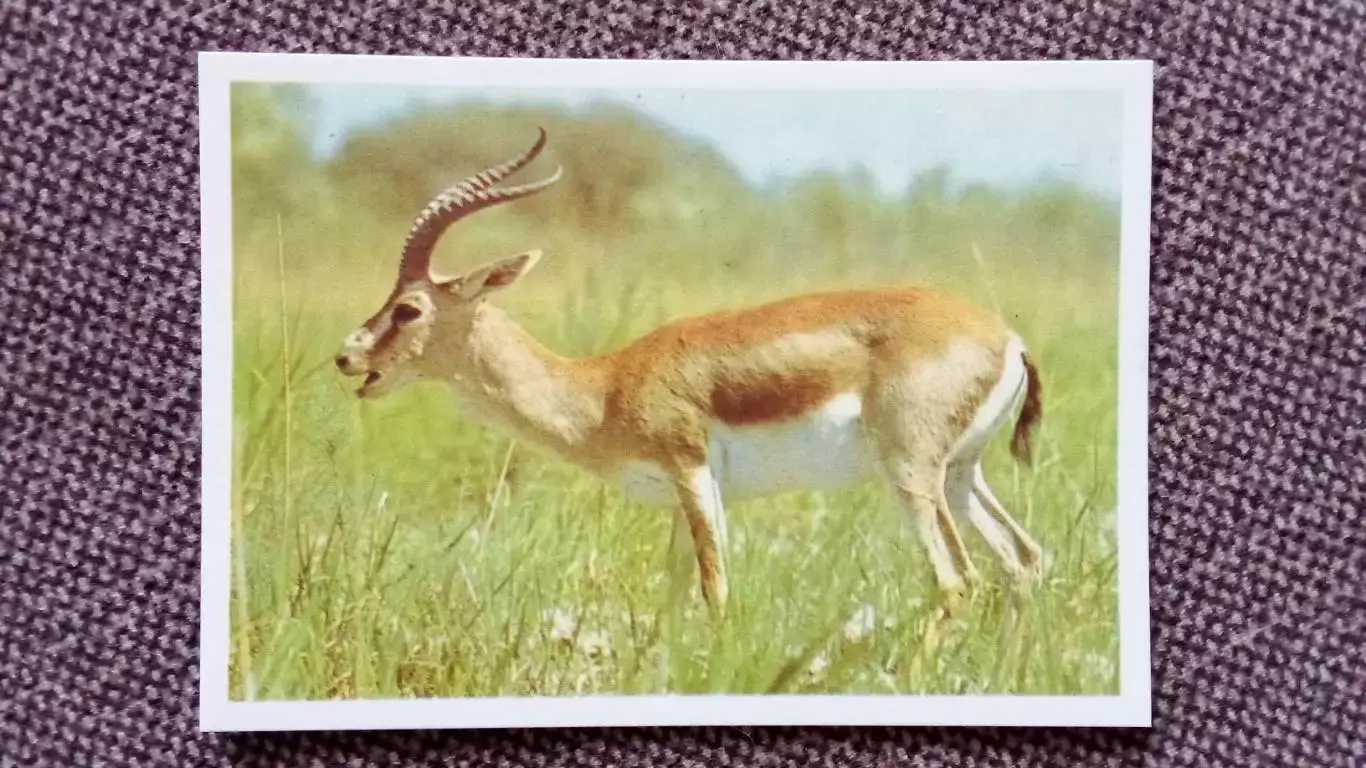 Карманный календарик : Косуля 1990 г. Фауна Животные