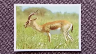 Карманный календарик : Косуля 1990 г. Фауна Животные