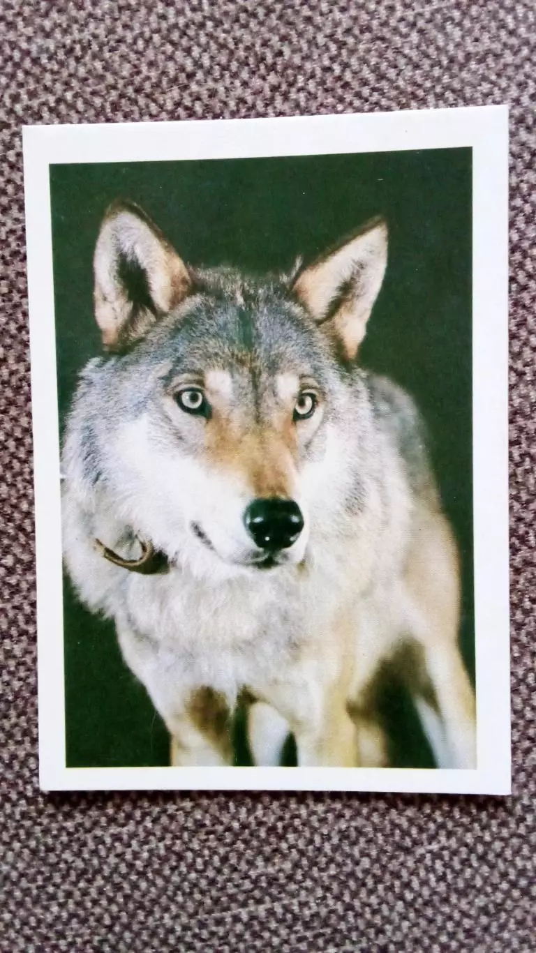 Карманный календарик : Волк 1990 г. (Фауна Животные Хищник)