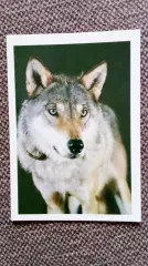 Карманный календарик : Волк 1990 г. (Фауна Животные Хищник)