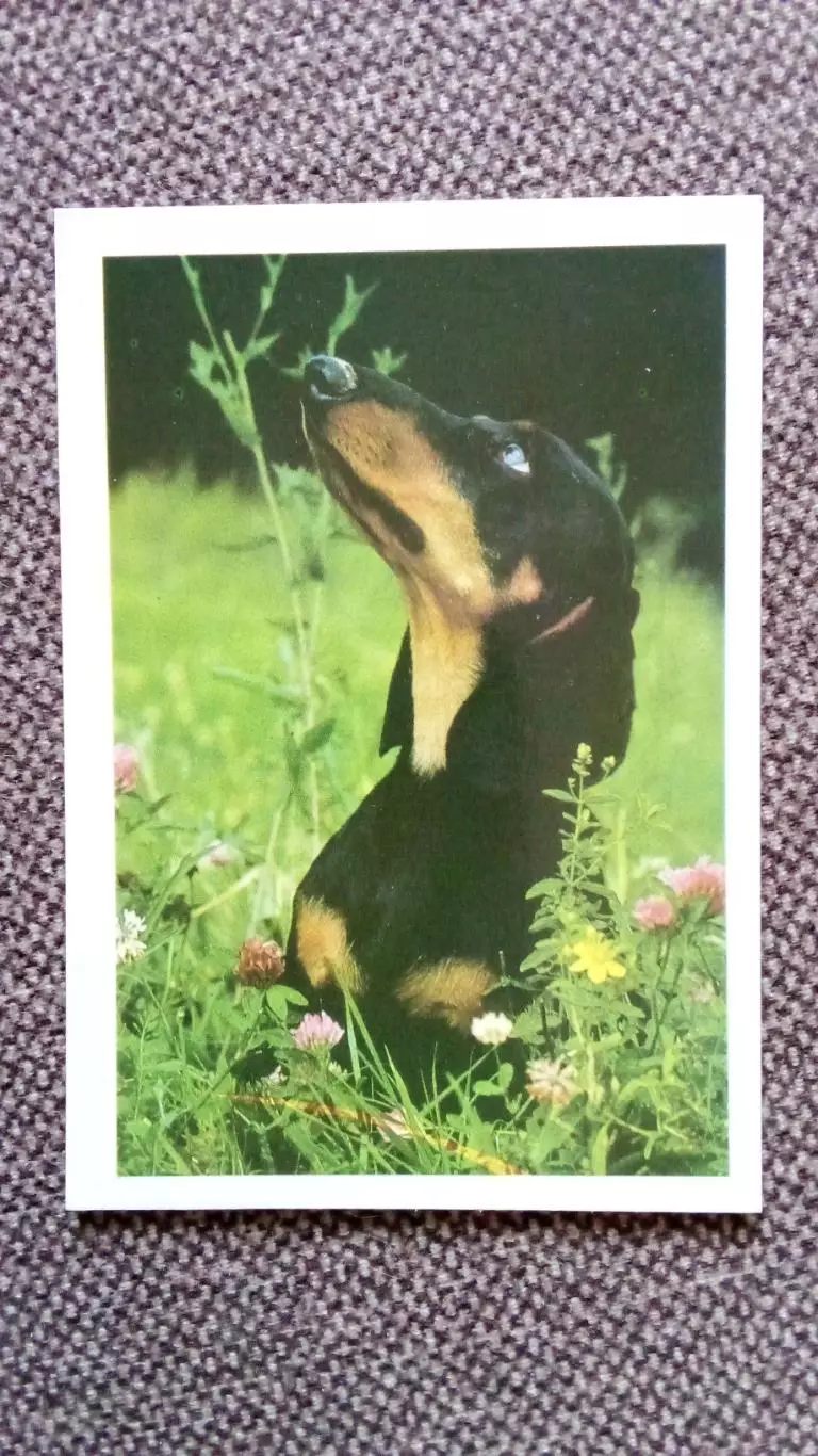 Карманный календарик : Собака Такса 1990 г. ( Фауна Животные )