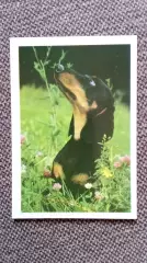 Карманный календарик : Собака Такса 1990 г. ( Фауна Животные )