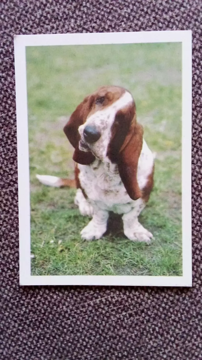 Карманный календарик : Собака Бассет 1990 г. (Фауна Животные)